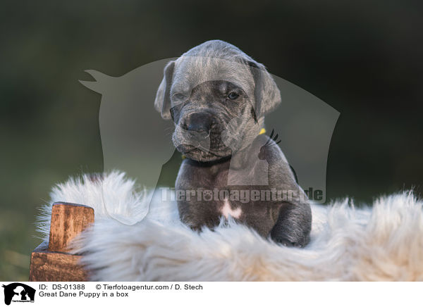 Deutsche Dogge Welpe in einer Kiste / Great Dane Puppy in a box / DS-01388