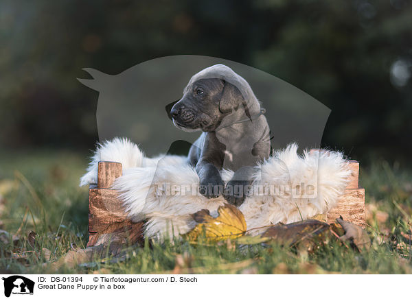 Deutsche Dogge Welpe in einer Kiste / Great Dane Puppy in a box / DS-01394