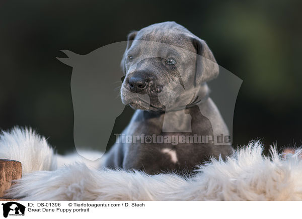 Deutsche Dogge Welpe Portrait / Great Dane Puppy portrait / DS-01396