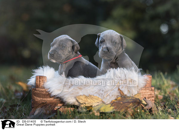 Deutsche Dogge Welpen Portrait / Great Dane Puppies portrait / DS-01405