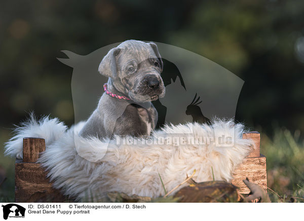 Deutsche Dogge Welpe Portrait / Great Dane Puppy portrait / DS-01411