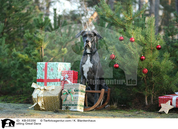 sitzende Deutsche Dogge / sitting Great Dane / KB-05356