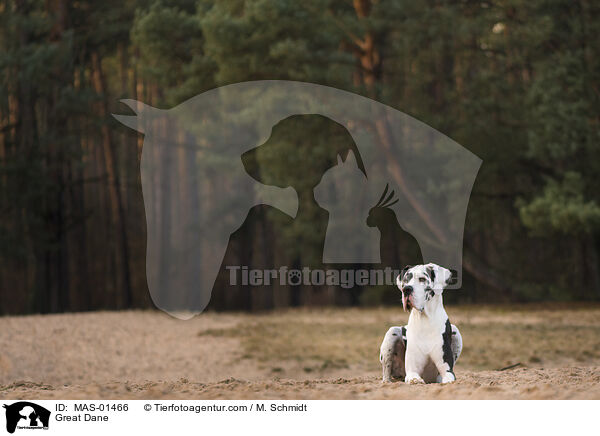 Great Dane / MAS-01466