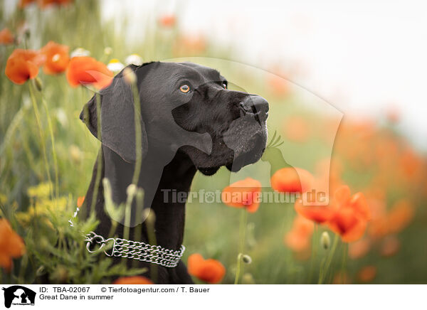 Deutsche Dogge im Sommer / Great Dane in summer / TBA-02067