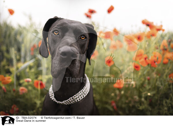 Deutsche Dogge im Sommer / Great Dane in summer / TBA-02074