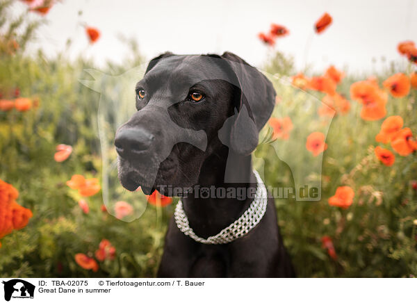 Deutsche Dogge im Sommer / Great Dane in summer / TBA-02075