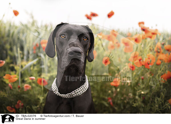 Great Dane in summer / TBA-02076