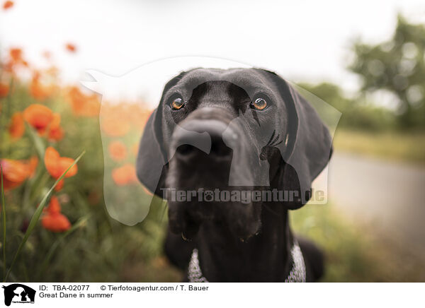 Deutsche Dogge im Sommer / Great Dane in summer / TBA-02077