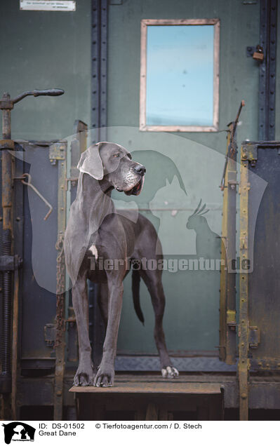 Great Dane / DS-01502