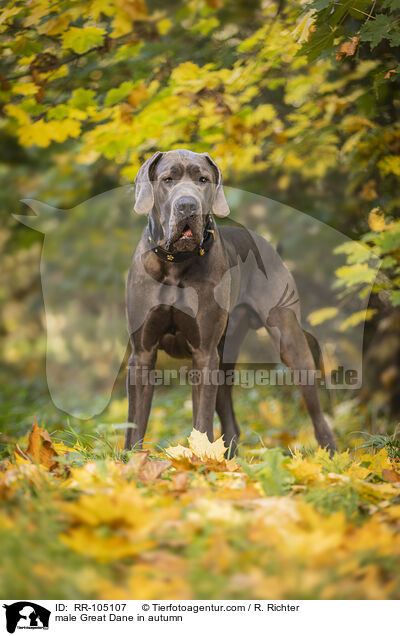 male Great Dane in autumn / RR-105107