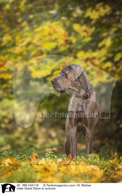 male Great Dane in autumn / RR-105116