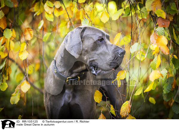 male Great Dane in autumn / RR-105125