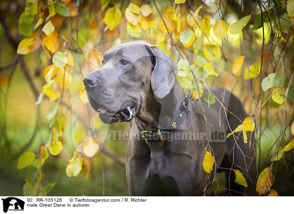 male Great Dane in autumn / RR-105126