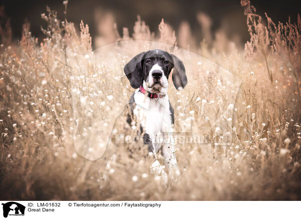 Deutsche Dogge / Great Dane / LM-01632