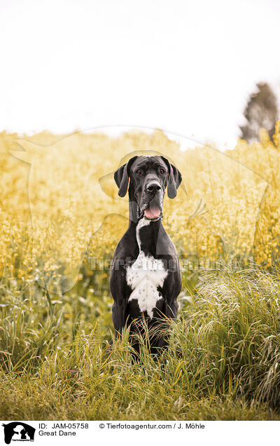 Deutsche Dogge / Great Dane / JAM-05758