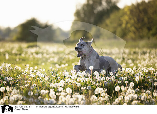 Great Dane / UM-02731