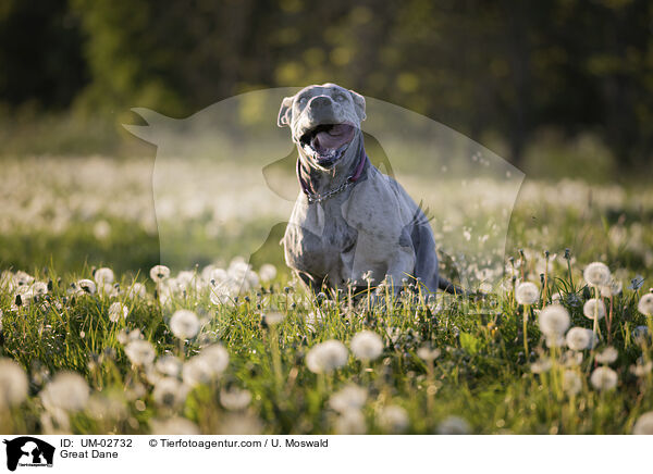 Deutsche Dogge / Great Dane / UM-02732