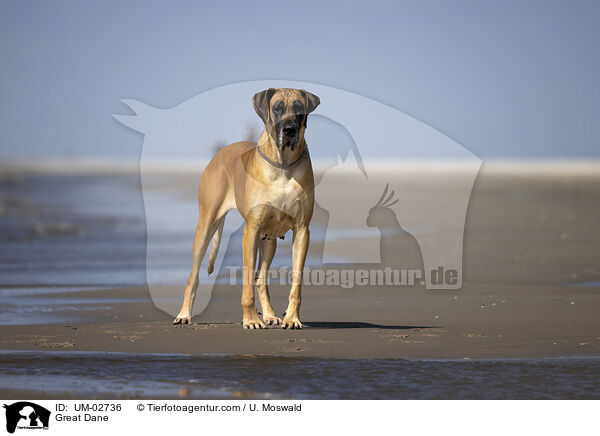 Deutsche Dogge / Great Dane / UM-02736