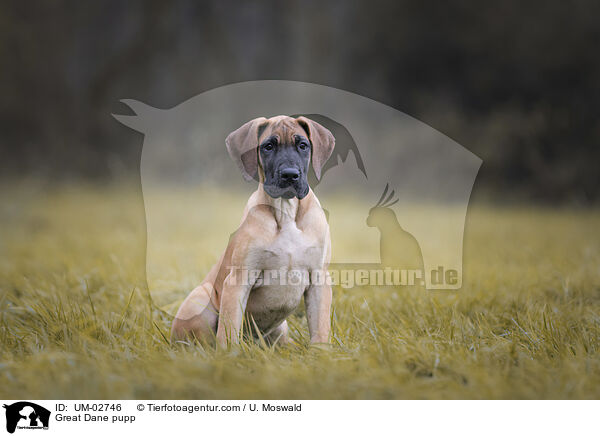 Deutsche Dogge Welpe / Great Dane pupp / UM-02746