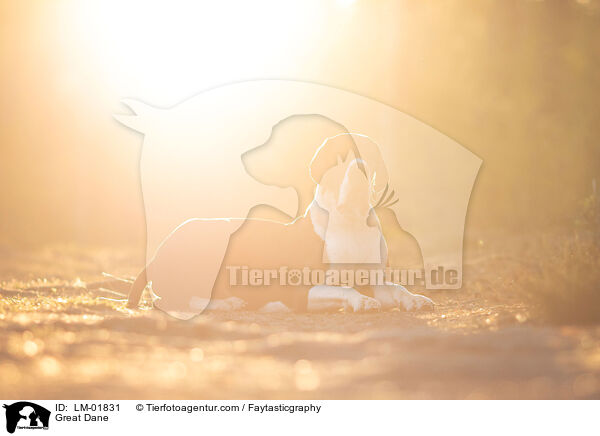 Deutsche Dogge / Great Dane / LM-01831