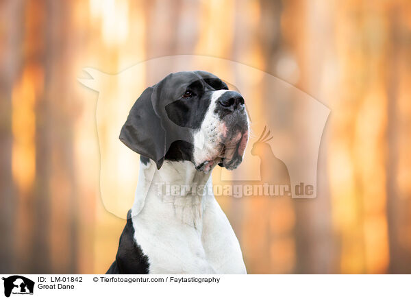 Deutsche Dogge / Great Dane / LM-01842