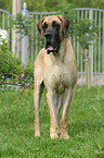standing great dane