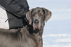 great dane in snow