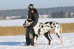 great dane in snow