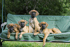 Great Dane Puppies