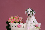 Great Dane Puppies
