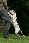great dane puppy