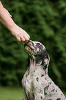great dane puppy