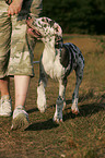 Great Dane