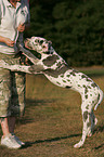 Great Dane