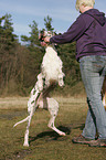 playing Great Dane