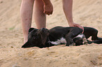 young Great Dane