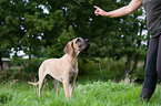 young Great Dane