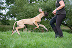 young Great Dane