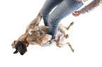 lying Great Dane