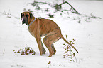 great dane