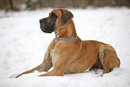 lying Great Dane