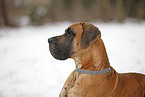Great Dane Portrait