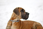 Great Dane Portrait