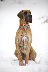 sitting great dane