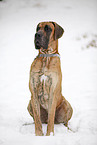 sitting great dane