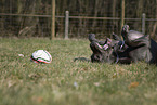 rolling Great Dane