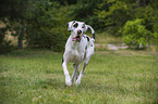 walking Great Dane