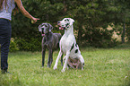 walking Great Dane