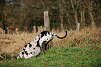 Great Dane