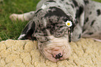 sleeping Great Dane Puppy